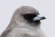 Black-faced Woodswallow (Artamus cinereus)